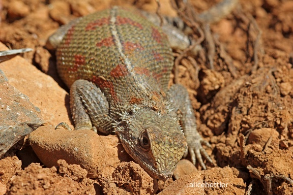 Atlasagame (Agama impalearis)